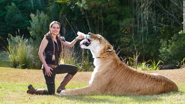 Nguồn gốc con sư tử lớn, khỏe nhất thế giới
