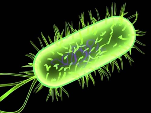 Sự thật Vi khuẩn e coli gây bệnh gì
